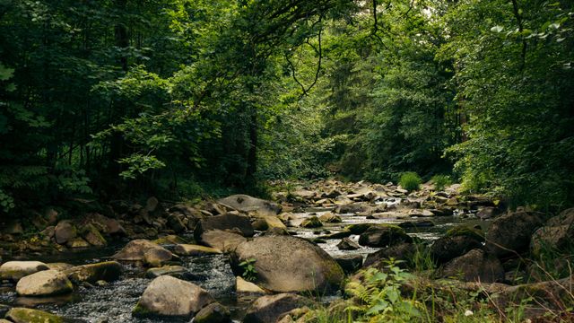 Ein Fluss mit Steinen und Wald. 